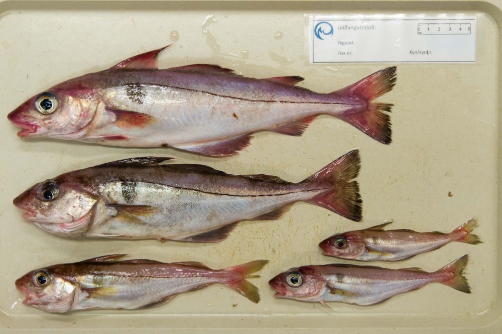 Pictures of 5 haddock, Melanogrammus aeglefinus