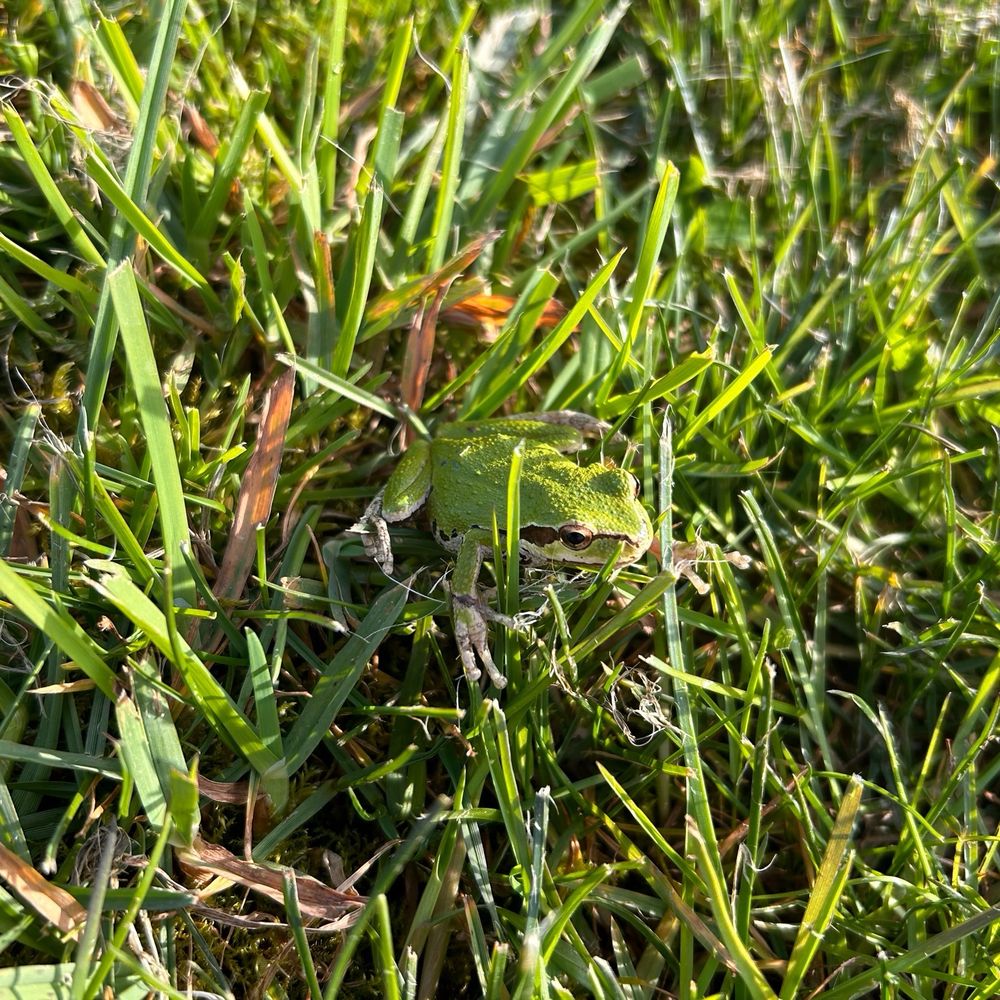 Small green frog nestled in long grass
