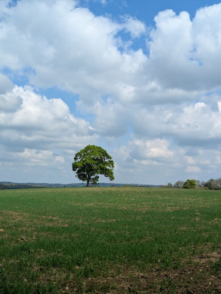 Lone oak tree against clouds and blue sky