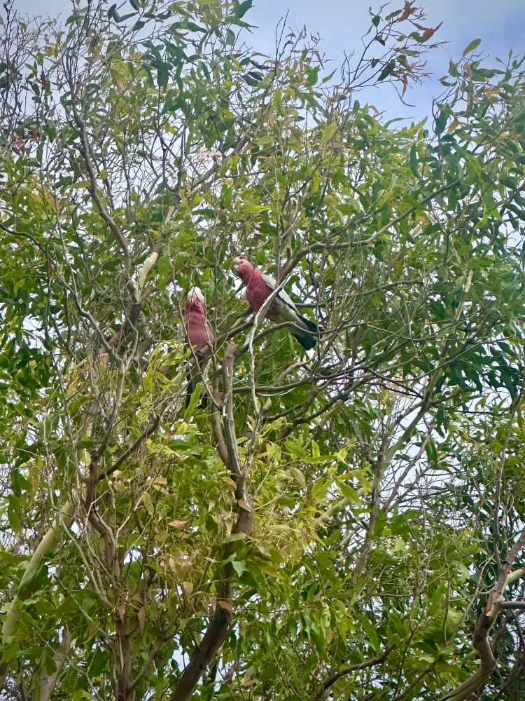 モモイロインコのカップル。実はこのユーカリの木にはモモイロインコカップルが6組とまっていた