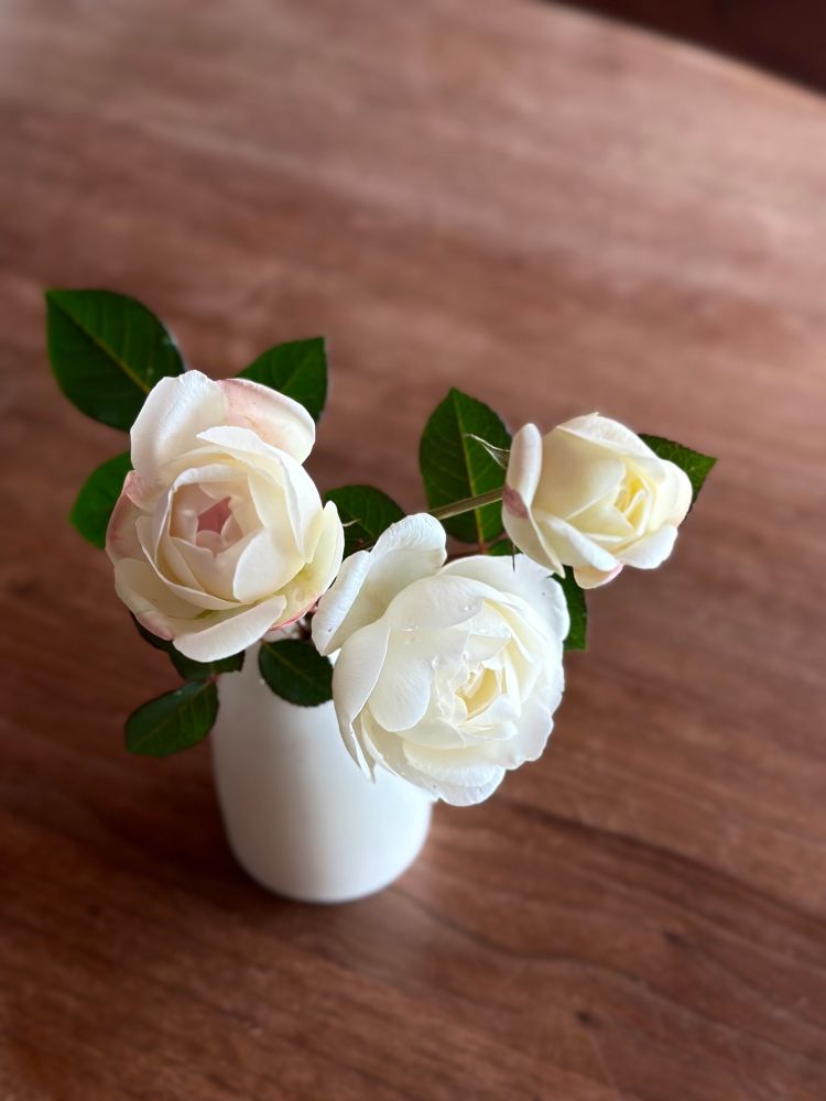 バラ（Winchester cathédral）