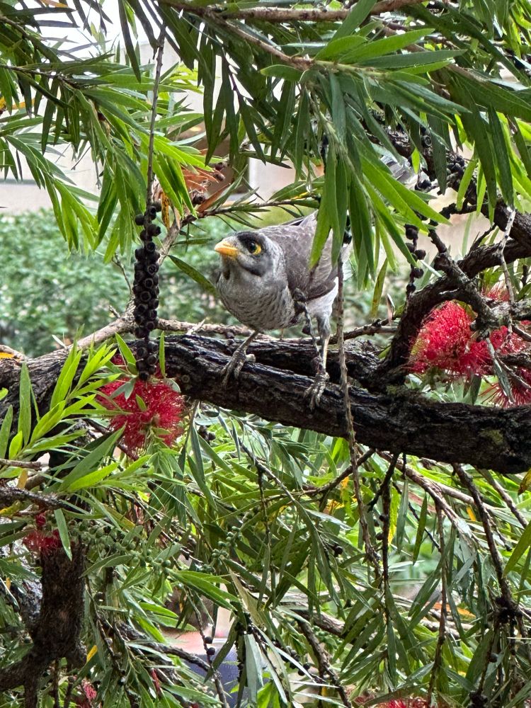 クロガシラミツスイ