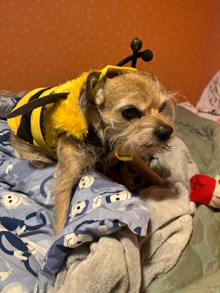Scruffy light brown dog looking forlorn while wearing a bumblebee costume 