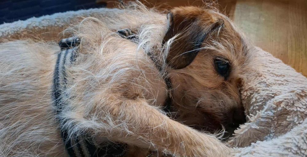 Little light brown scruffy dog laying in a dog bed on his side, looking a little bit sad. He is a good, good boy who needs 4 weeks of total rest and doesn’t know what that means 