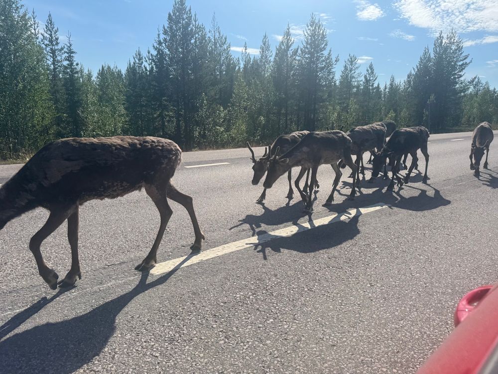 A small herd of reindeer walking on a tree-lined paved road on a sunny day. There’s a little bit of a red car in the corner of the photo, indicating that it was taken from inside a car.  