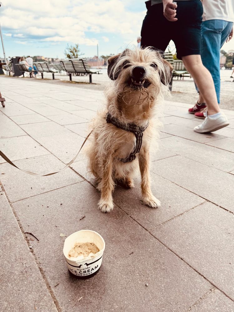 A scruffy light brown dog sits beside a container of ice cream on the ground, which says “ice cream for dogs” on it 