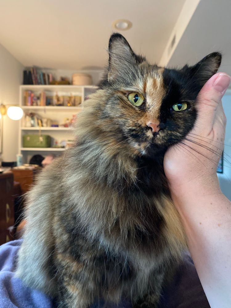 A fluffy tortoiseshell cat, leaning her head against my hand as I pet her. She looks full of wounded innocence 
