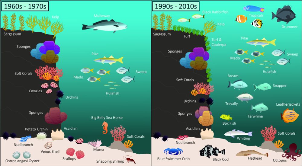 Inforgraphic showing how marine life hase changed from the 1960s to the 2010s