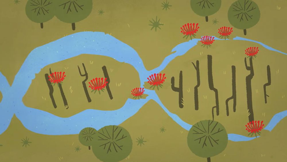Genetic conditions can be a bit like changes to Country, it can affect how your body grows and functions.