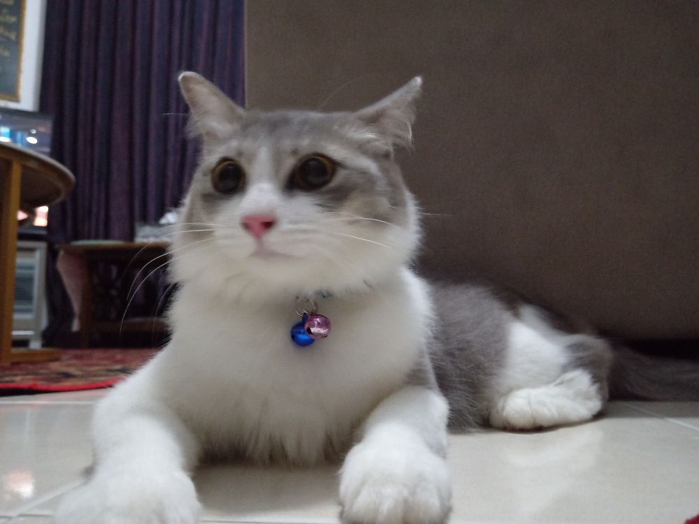 White & grey cat flopped down on the floor with her hear perked up and fully dilated pupils looking for things to chase. 