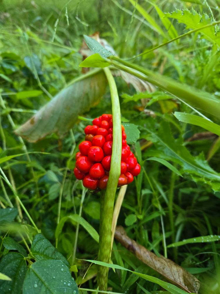 a photo of a jack in the pulpit plant with berries