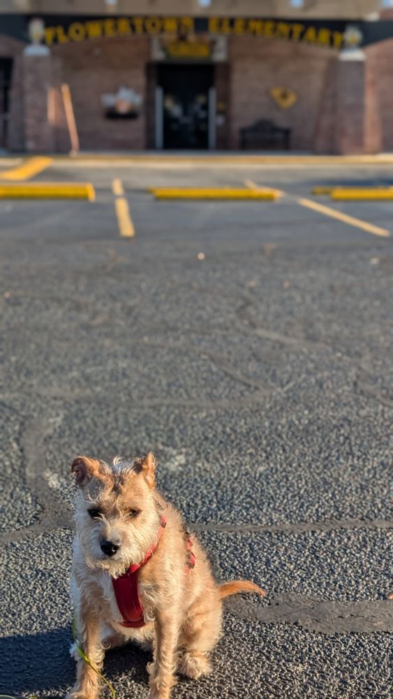 A dog. A dog who was sick of me taking pics of her. 
