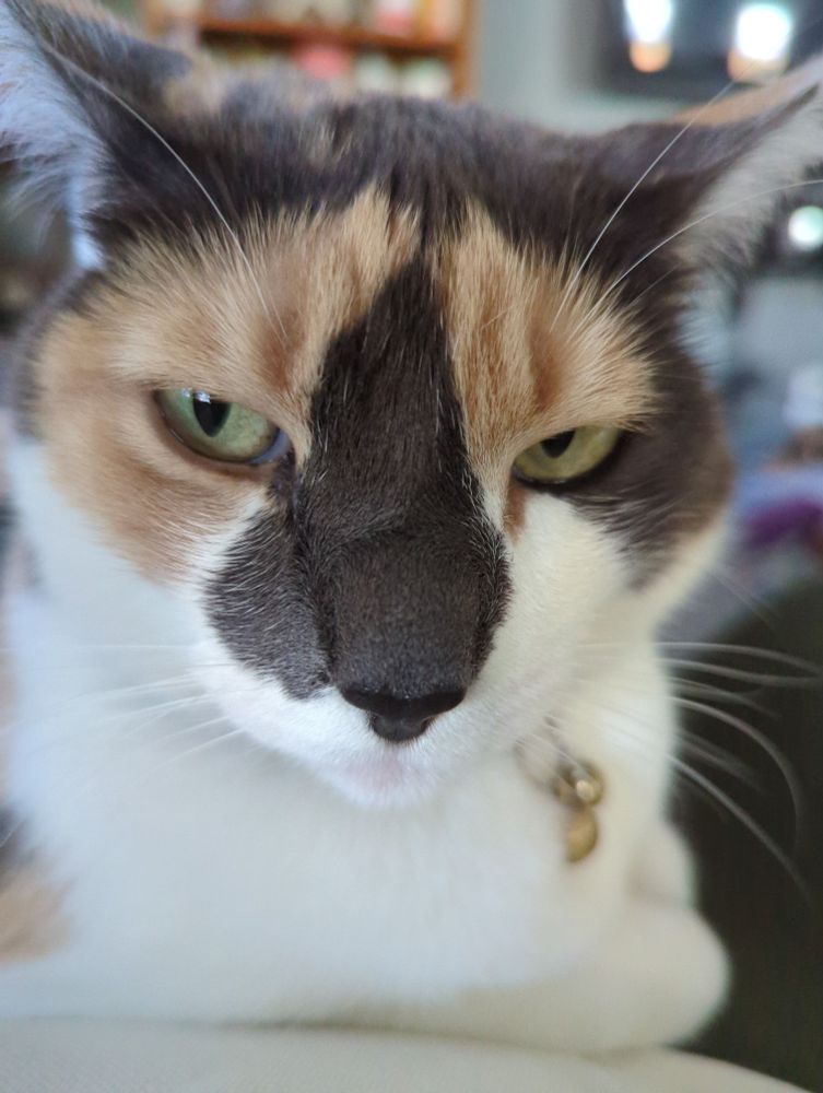 Full frame of a calico cat head and paws glaring at her mom who wants her lap back. 