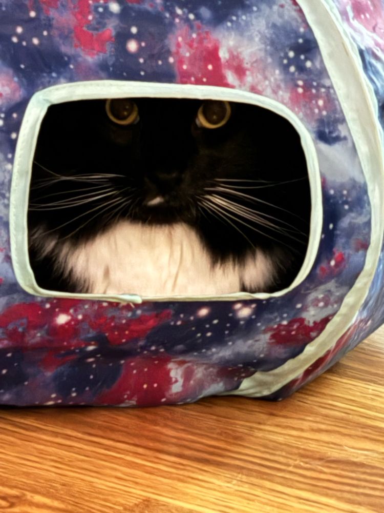 Tuxedo cat in his tunnel toy