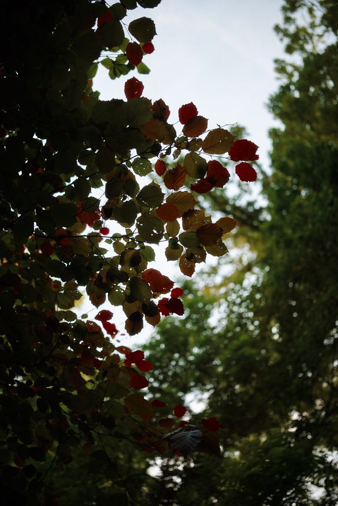 leaves from below. remarkably yellow and red despite the time of year (early June)