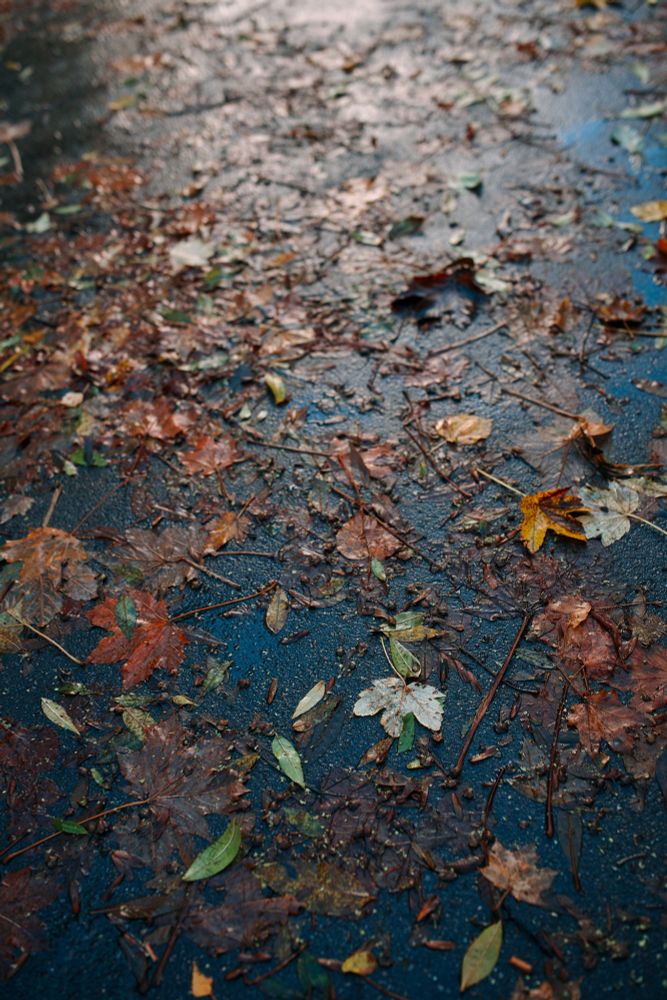 Leaves on a dark blue pavement, pale sun light coming from off in the distance, trailing off towards the bottom of the photo.