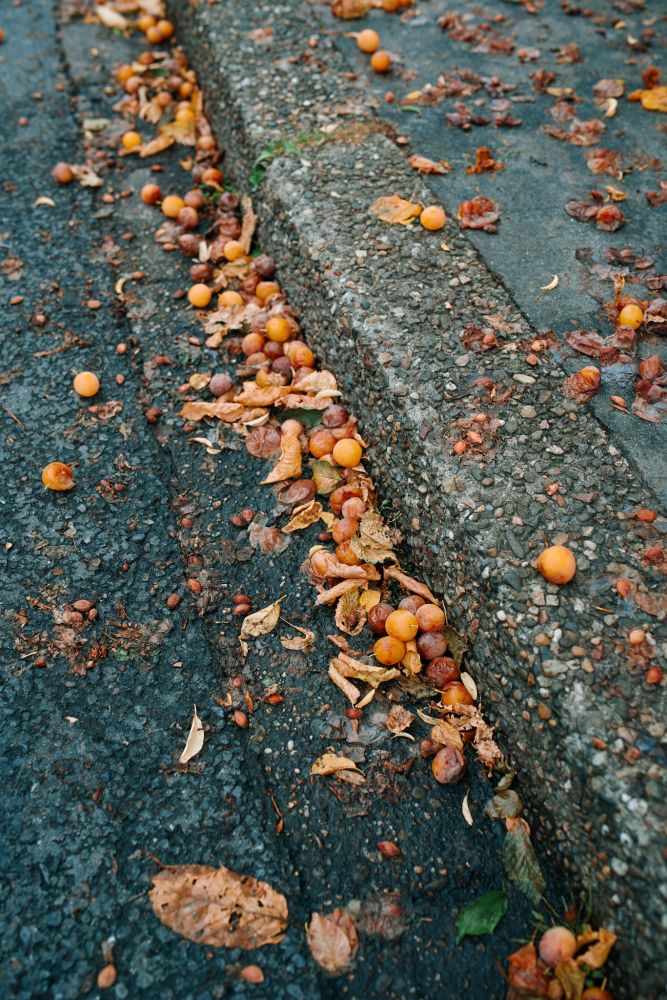 Berries and leaves next to the curb