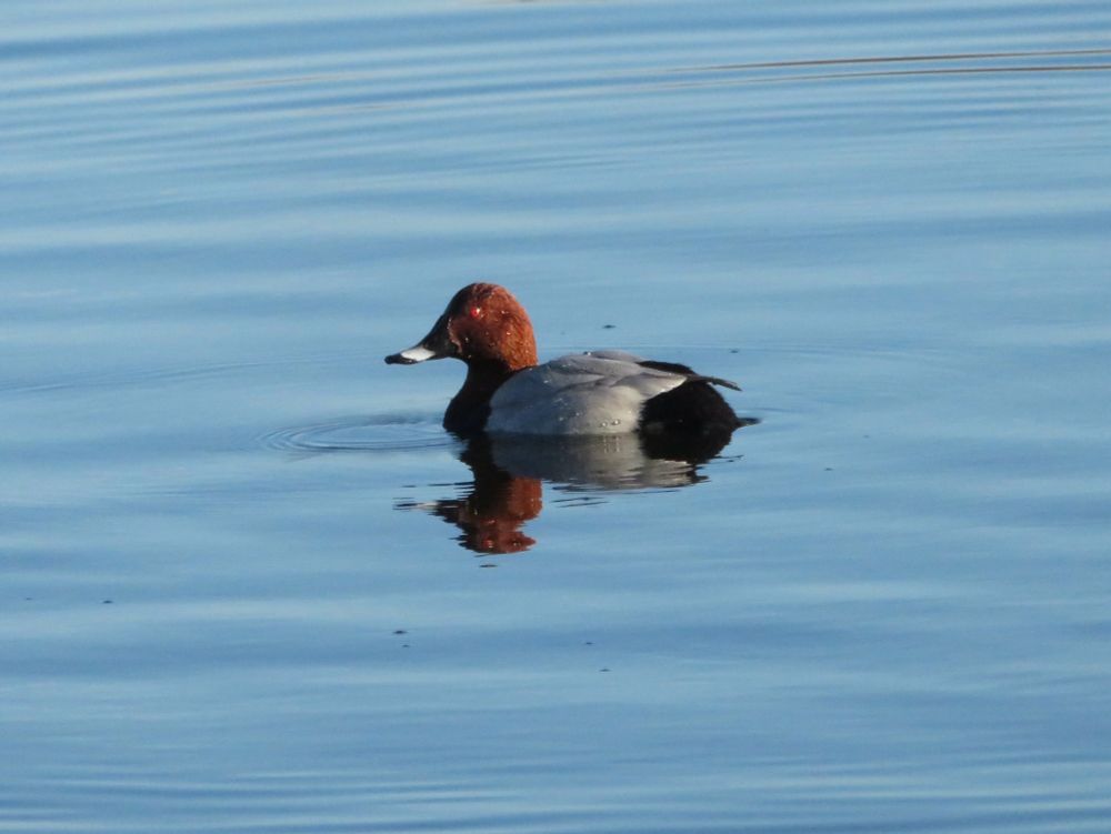 The common pochard has a chestnut coloured head and neck, silver body and black rear. It looks incredible floating on the pale blue water. Its reflection is slightly broken by a ripple in the water. 