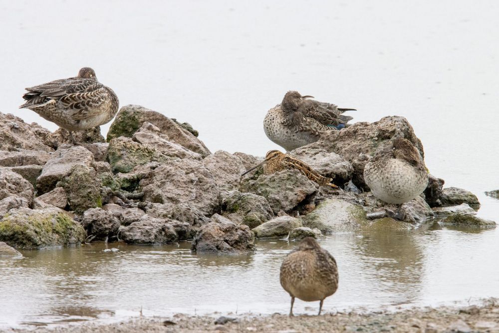 a rocky island with three mottled ducks standing on it.  Also hiding behind a rock is a striped brown bird - a Snipe.  In the foreground is another duck.