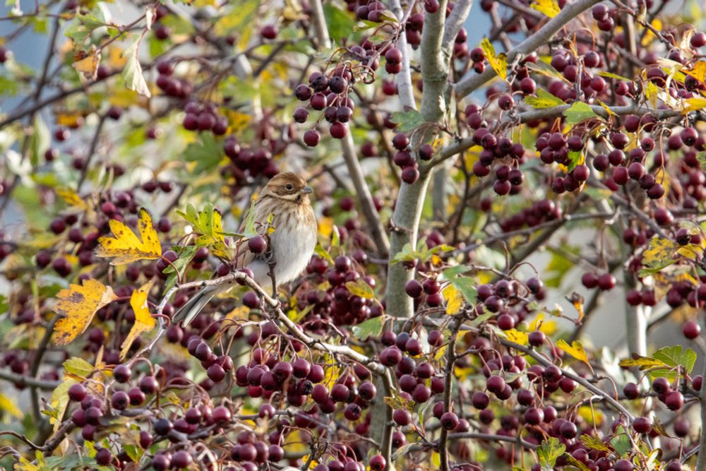 a mottled brown & white Reed Bunting sits in a bush heavily laden with dark red berries