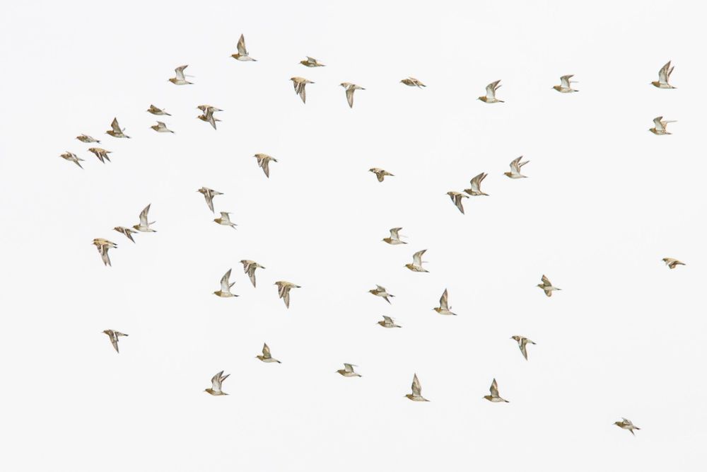 a flock of gold, grey and white Golden Plover fly through a white sky