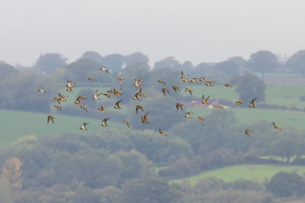a flock of gold, grey and white Golden Plover fly in front of a forest