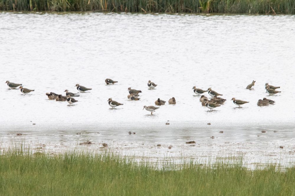 Several brown green and white Lapwing birds site in a shallow pool.  Amongst them all is a grey-ish Ruff bird with long legs.