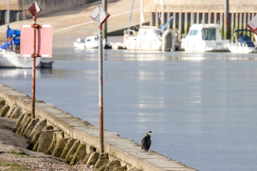 a large black bird with white-ash neck and yellow beak stands on a  sea wall.  In the background are some out-of-focus boats.