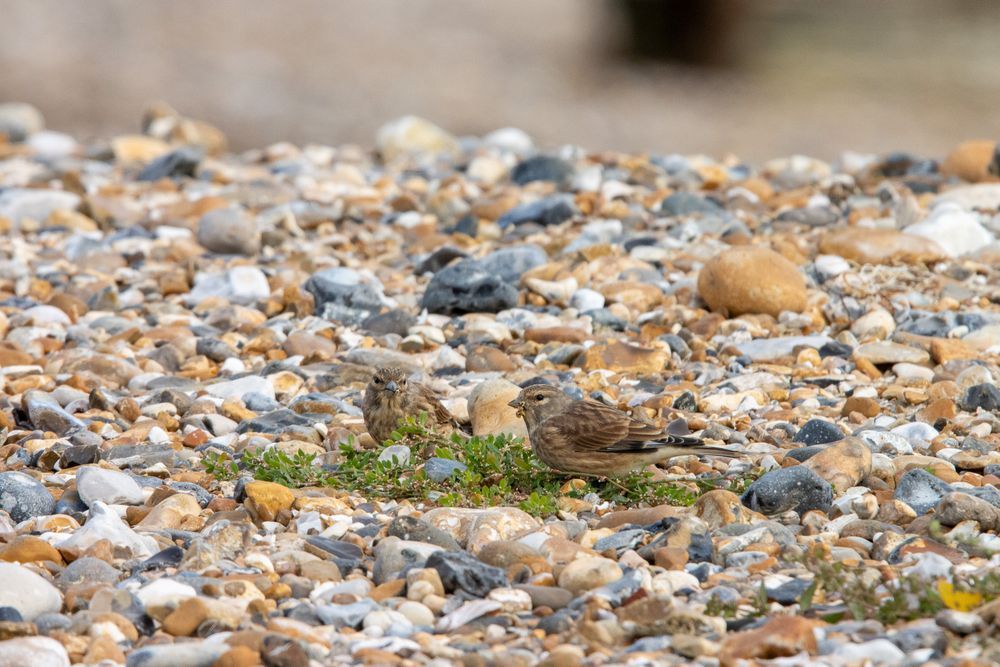 two little brown mottled Linnet birds hide in some vegetation on a pebbly beach