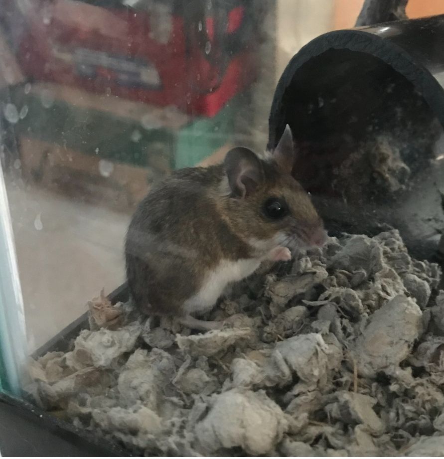 Small deer mouse 