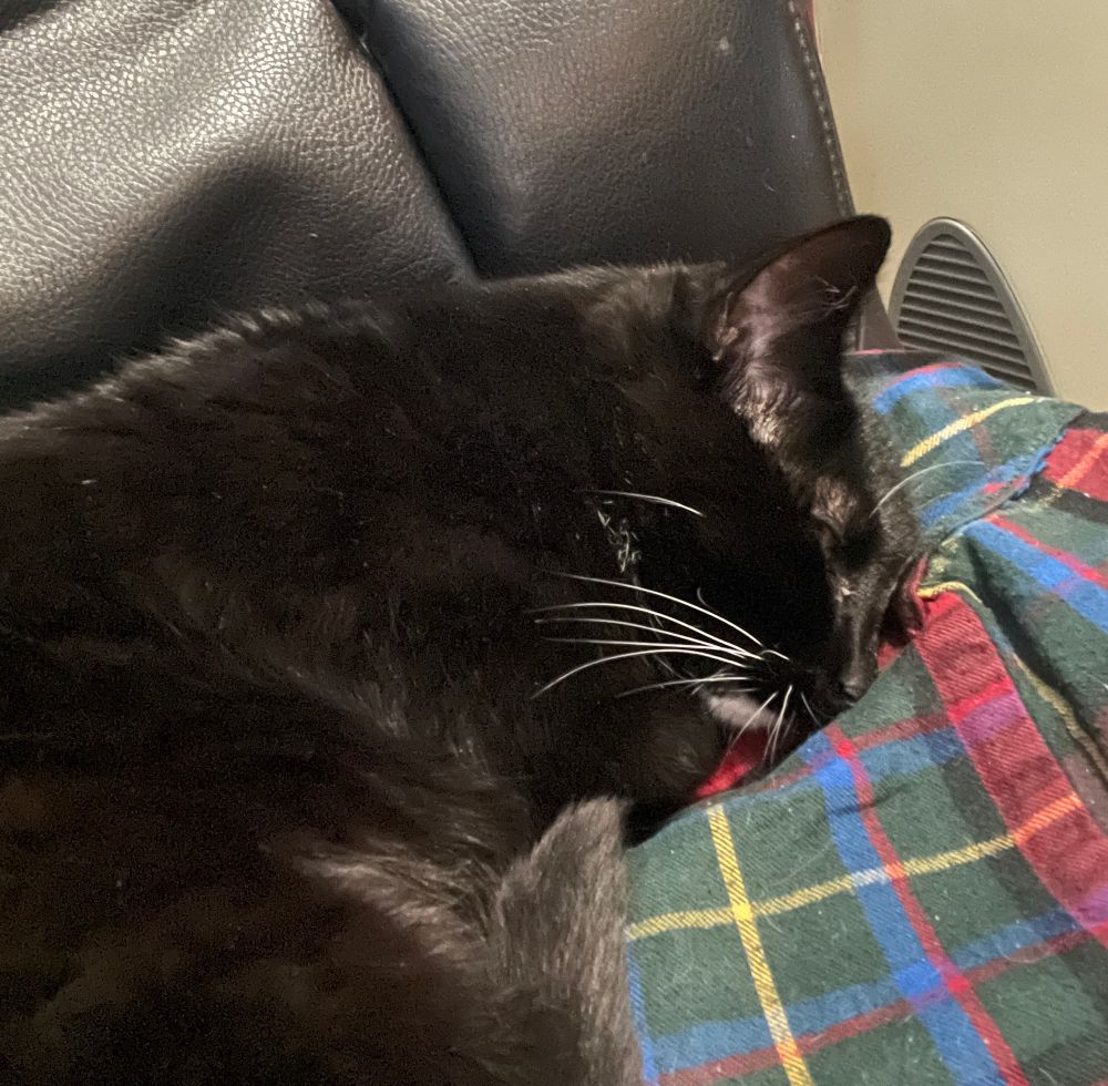 Tuxedo cat asleep on a flannel on a black office chair 