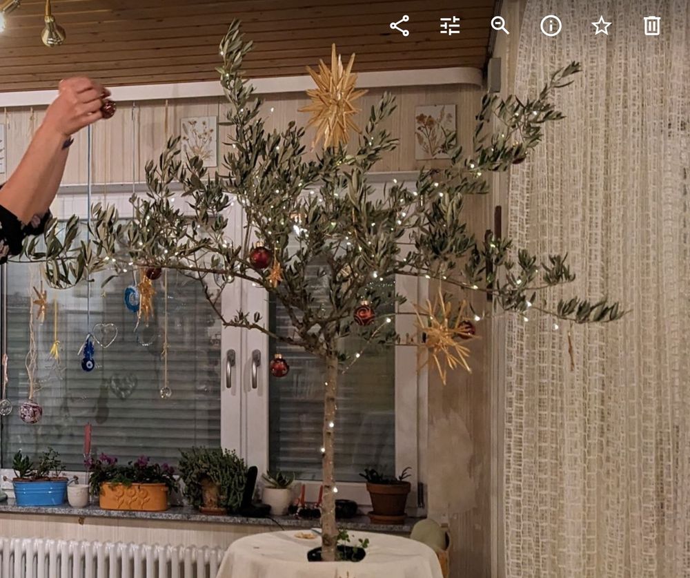 Small, potted olive tree being decorated by a pair of hands with straw stars, small red glass bulbs and a string of fairy lights as an alternative Christmas tree.