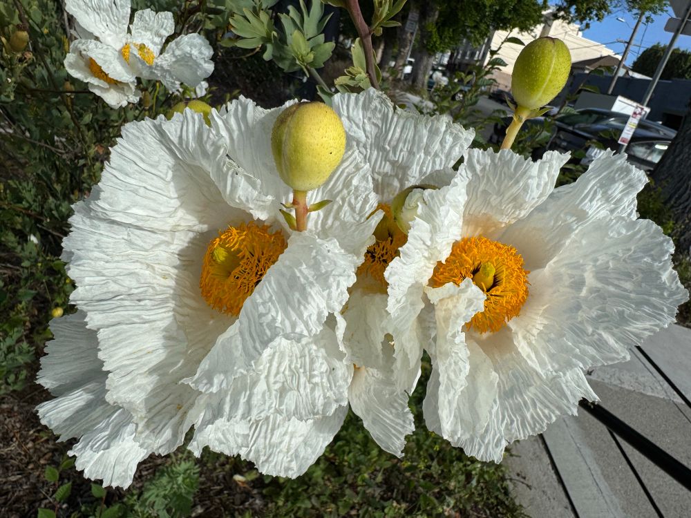Close-up Matilija poppy seed pods and flowers, crinkled white petals and yellow stamen