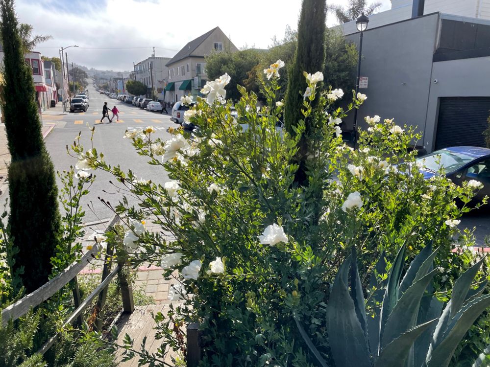 a matilija poppy plant, behind which is seen a street receding into the distance. Two people are crossing at the nearest intersection. 