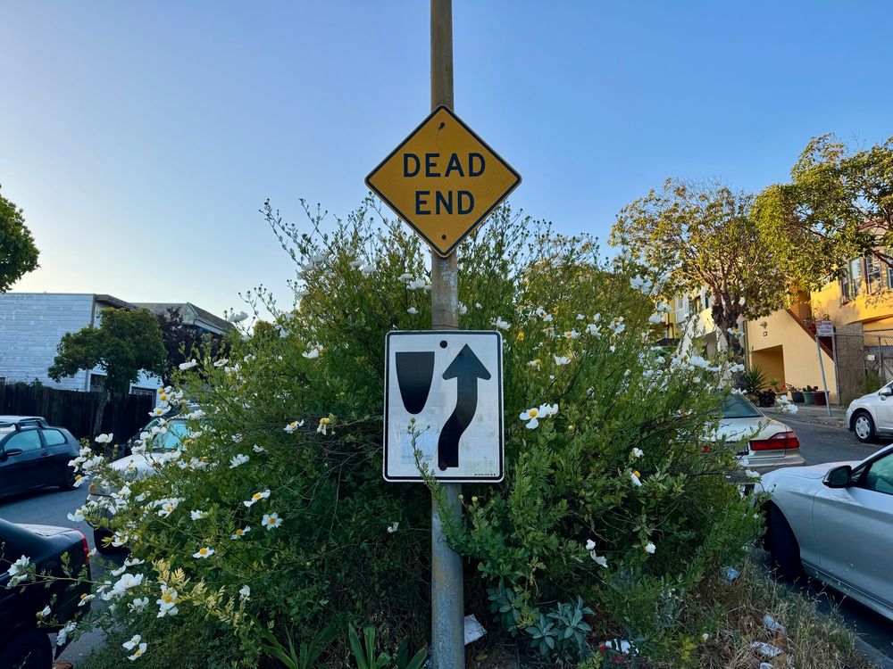 a matilija poppy plant behind a light pole with a “dead end” sign and a way sign on it.