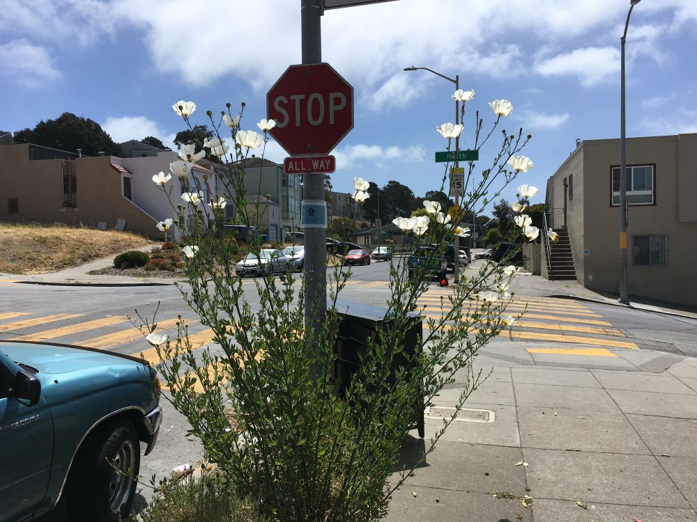 a matilija poppy plant growing in front of a stop sign 