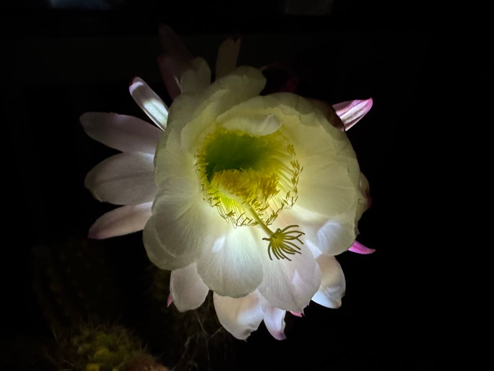 A white cactus flower (Echinopsis Hybrid, Trichocereus, aka Big Bertha) at night, lit from below with a flashlight 
