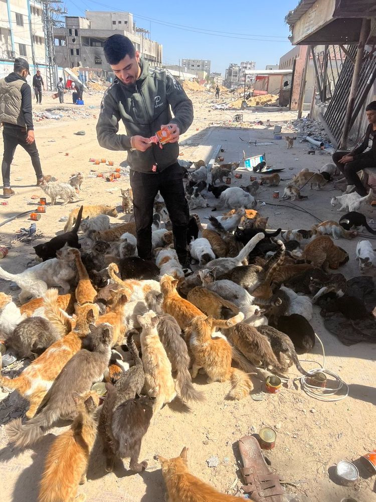 cats in Gaza