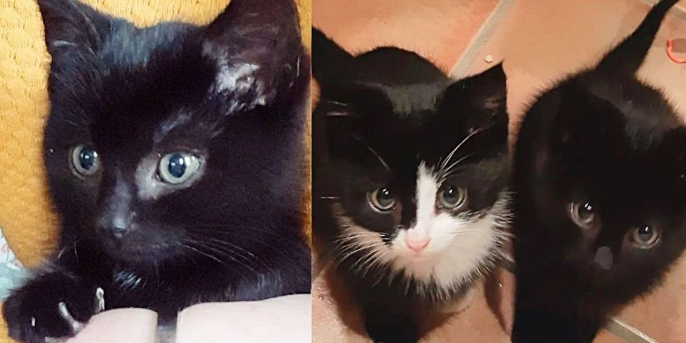 Man Rescued Kittens at an Industrial Site, One of Them Became Obsessed with His Cat