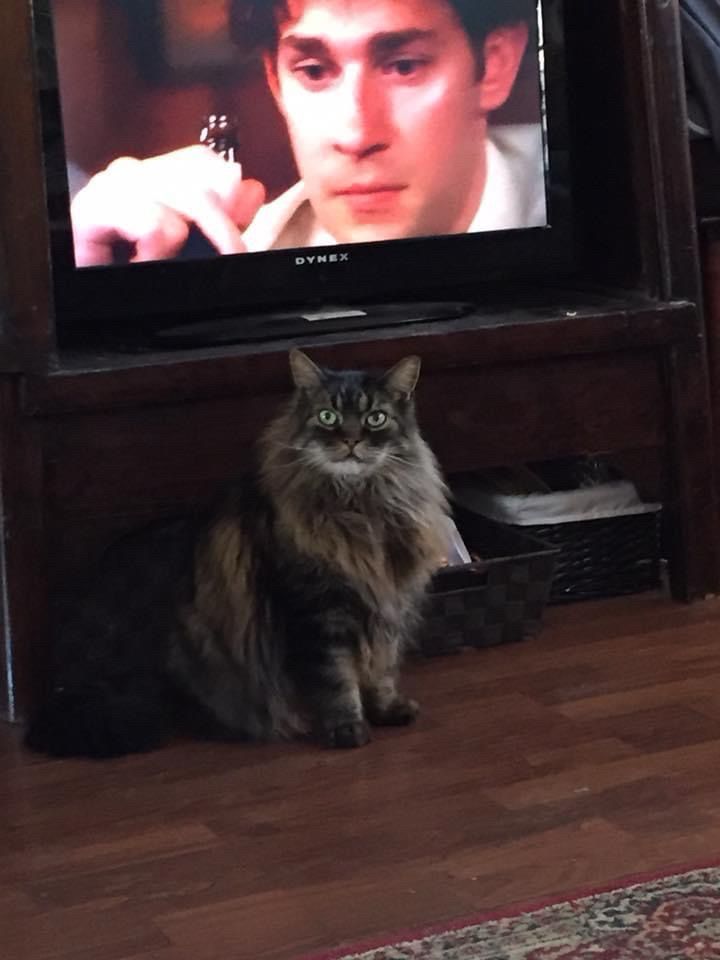 Ned, my old fluffy tabby cat, stands in front of a TV looking slightly bewildered. On the TV is Jim from the Office looking contemplative while holding a beer.