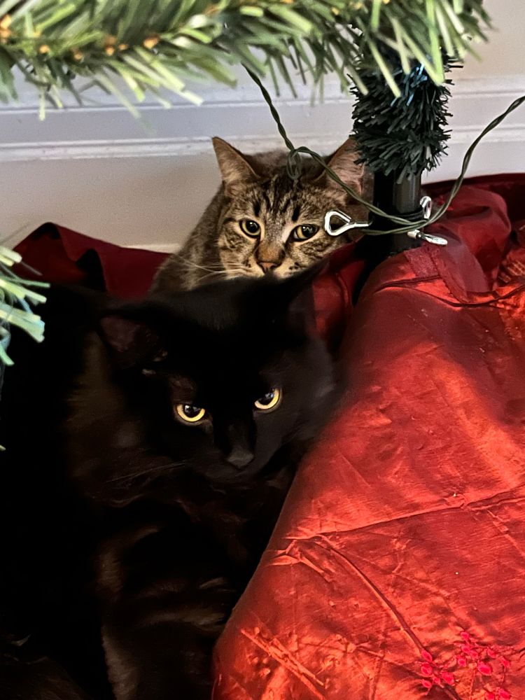 My two cats resting under the tree, the black one is Monty and the striped one in the back is Neville