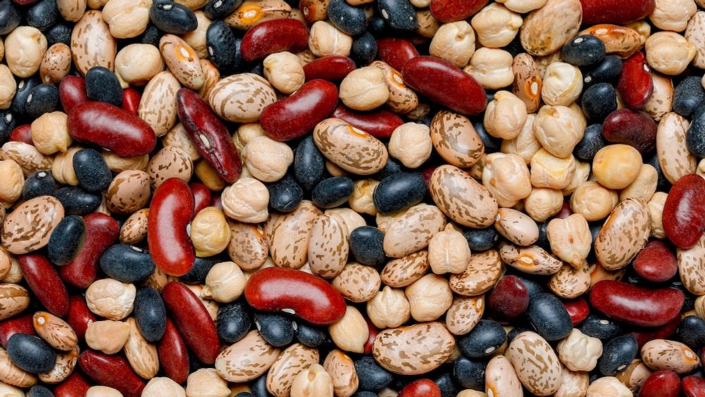 Beans are a nutrient dense food. But which ones are best?