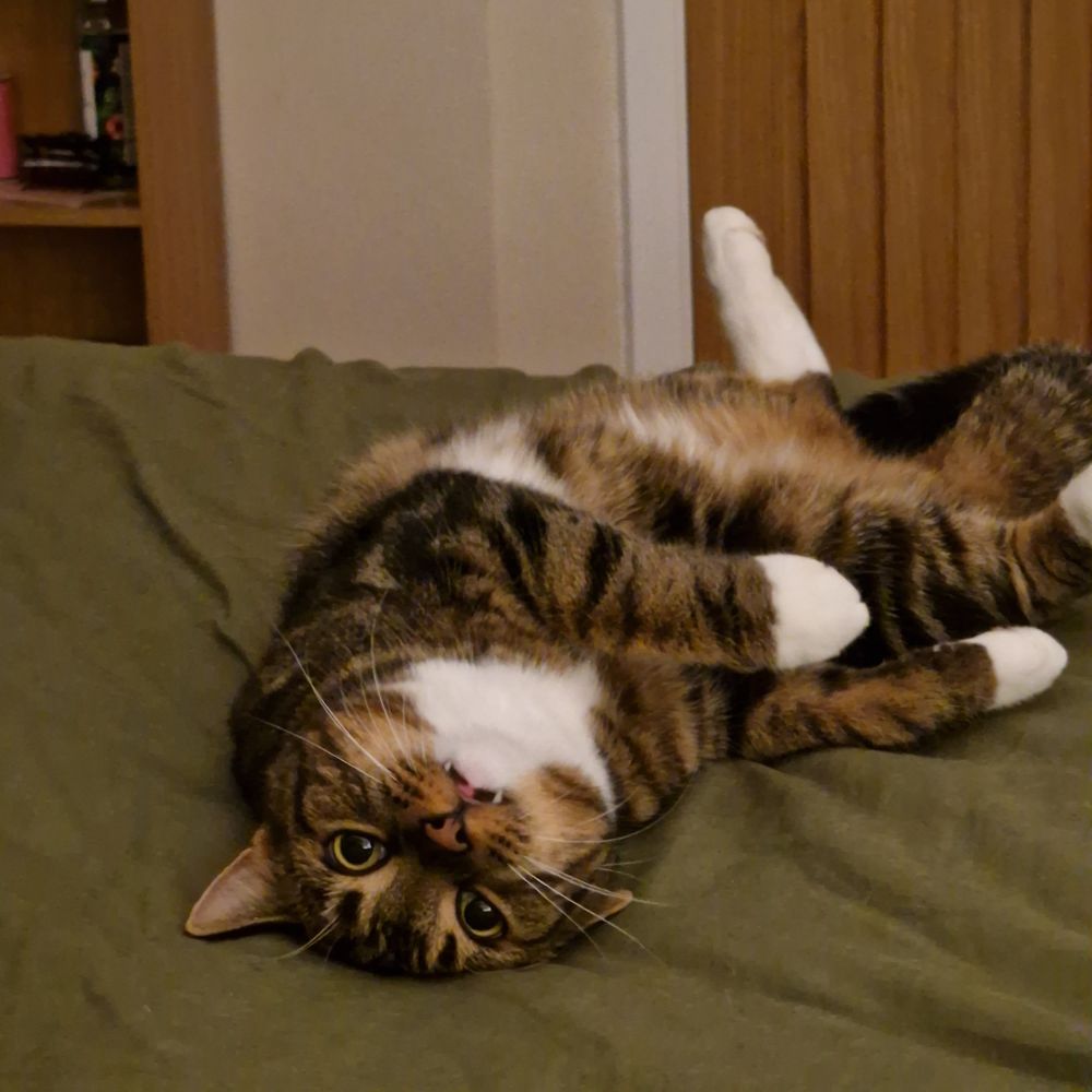 Brown and white tabby cat rolling on a green bedspread with his canine teeth sticking out