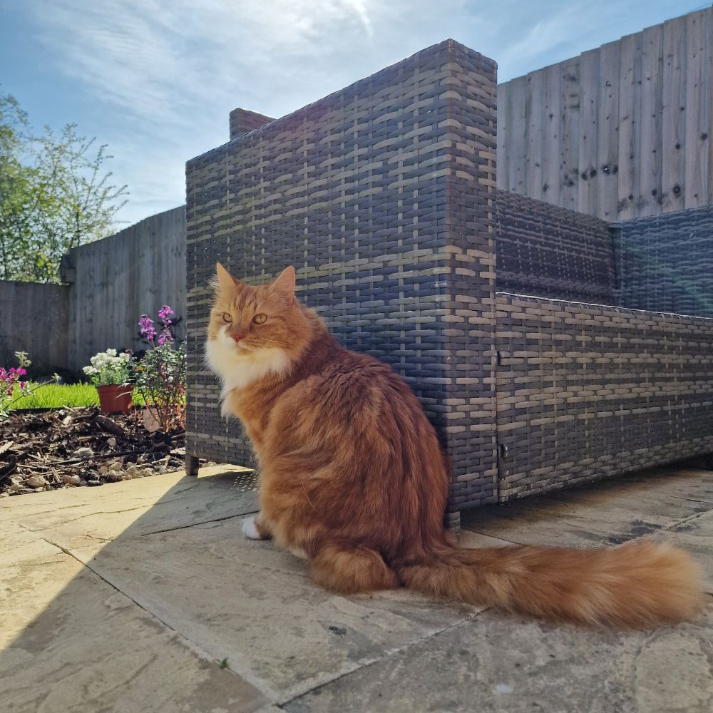 A ginger and white fluffy cat sitting in the shade on a patio next to grey rattan garden furniture, with potted flowers behind