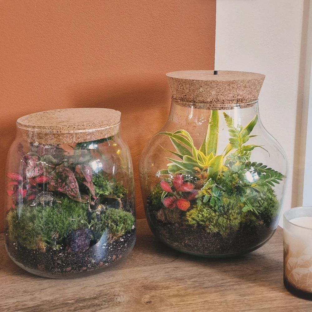 Two terrariums with cork lids containing green moss, ferns, red and green plants, and tiny dinosaur figurines