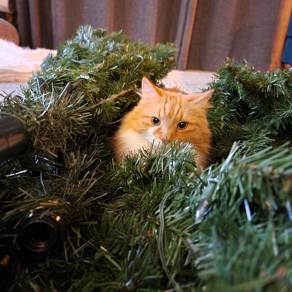 A ginger and white cat peeking out from the leaves of a disassembled Christmas tree
