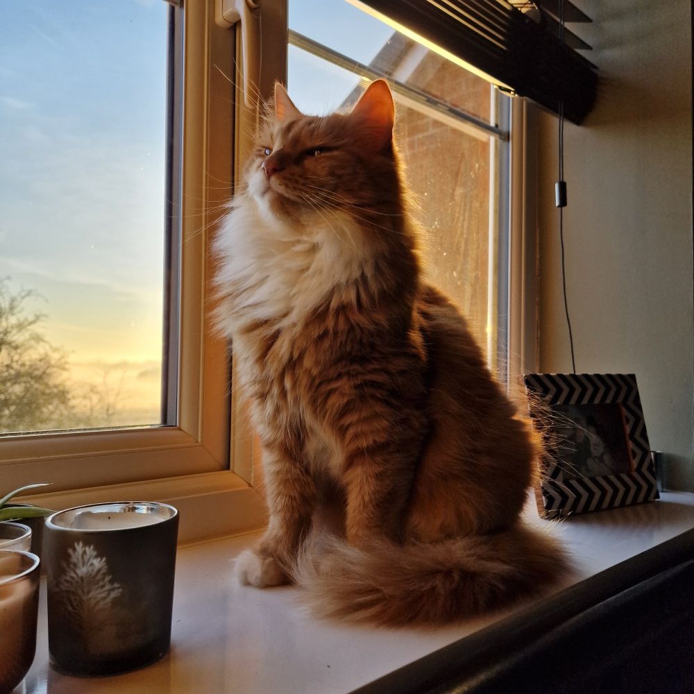 A ginger and white fluffy cat sitting on a windowsill in front of a frosty winter sunrise