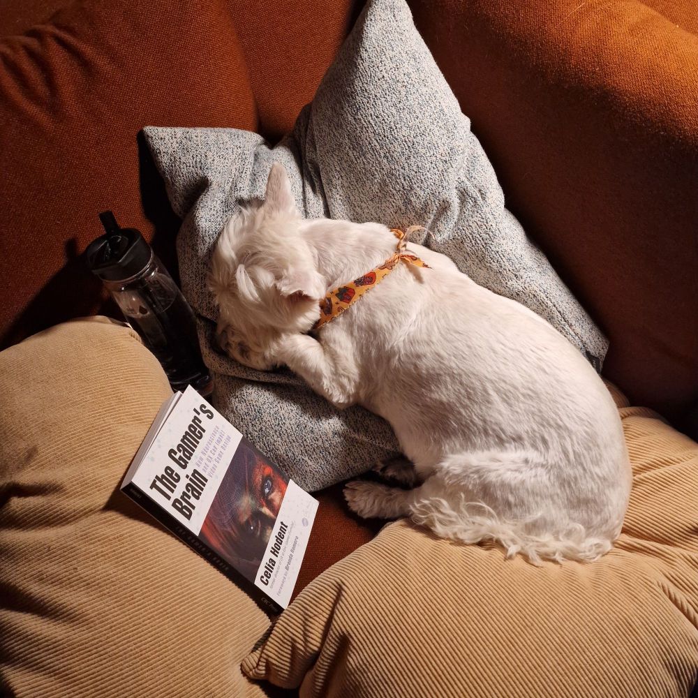 A white terrier dog sleeps on a sofa surrounded by cushions, a water bottle, and a book
