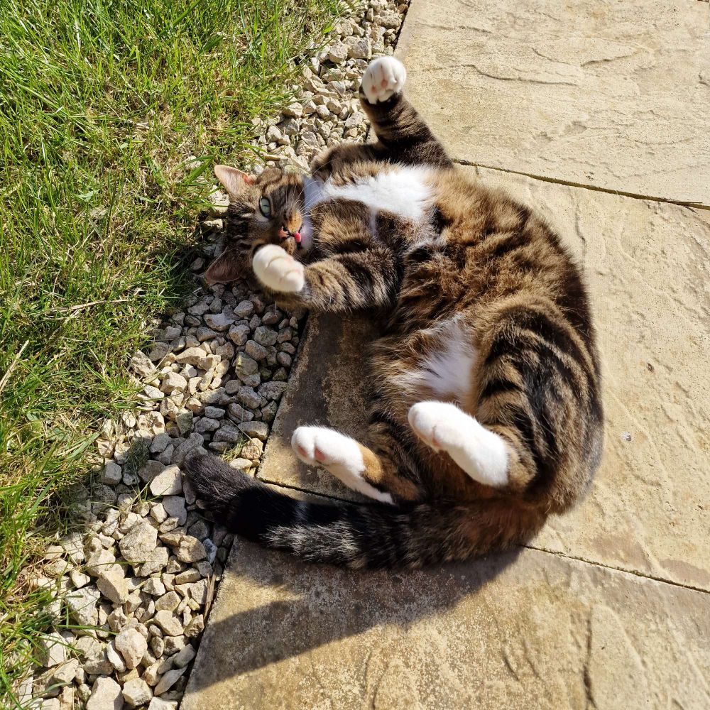 A brown and white tabby cat rolling on a garden patio with his paws in the air and tongue sticking out