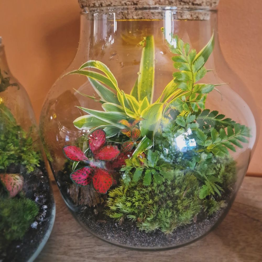 A close up shot of a terrarium containing green moss, ferns, and red and green plants